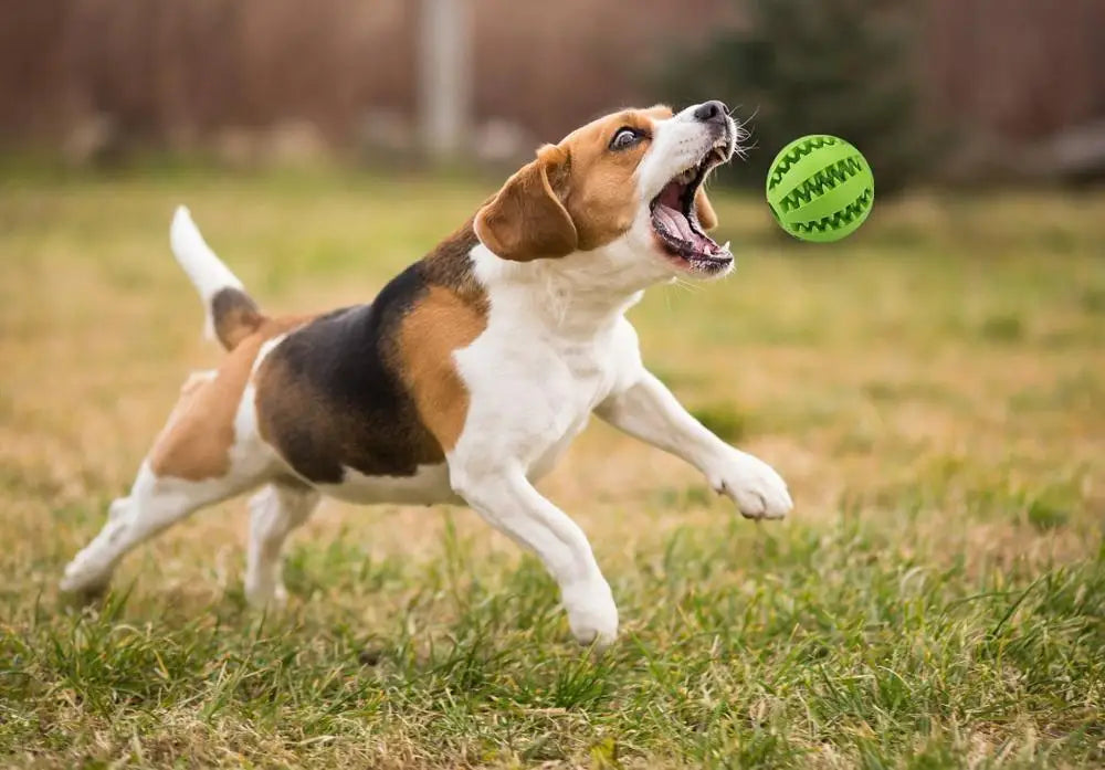 ドッグフードボール ペット犬用おもちゃ インタラクティブゴムボール 小型大型犬用 子犬 猫用 噛むおもちゃ ペットの歯のクリーニング